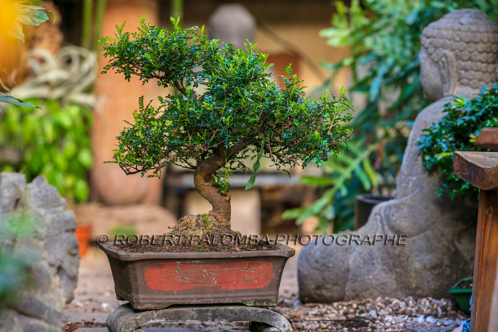 Bonsai