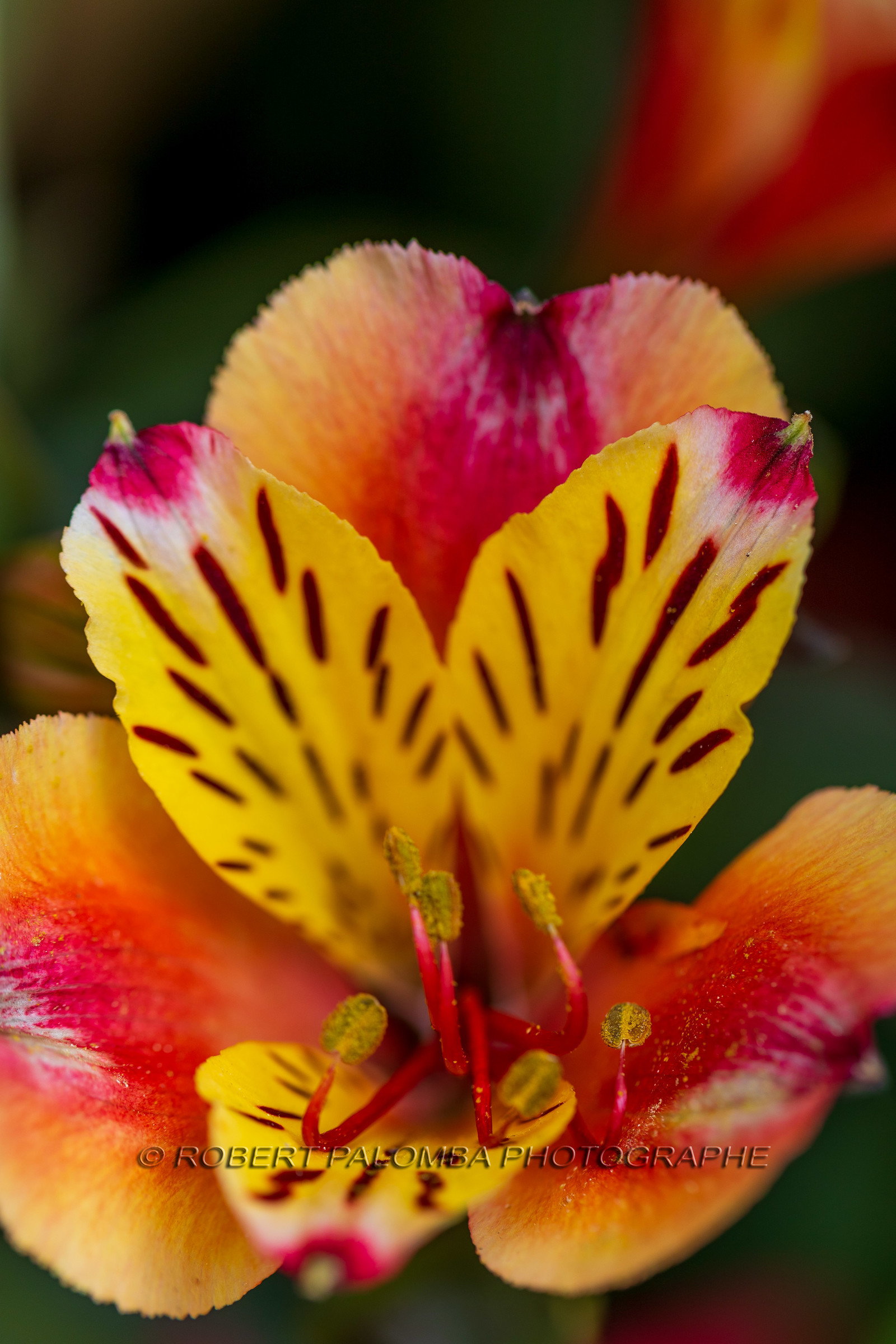 Flore