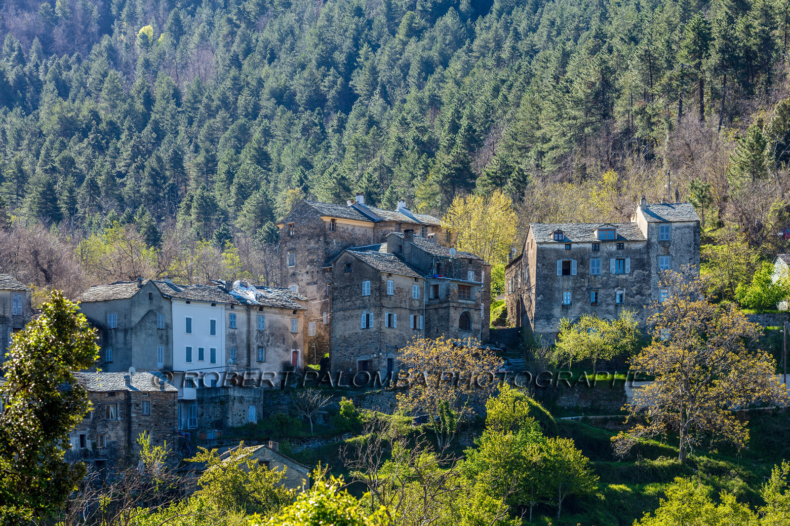 Saliceto