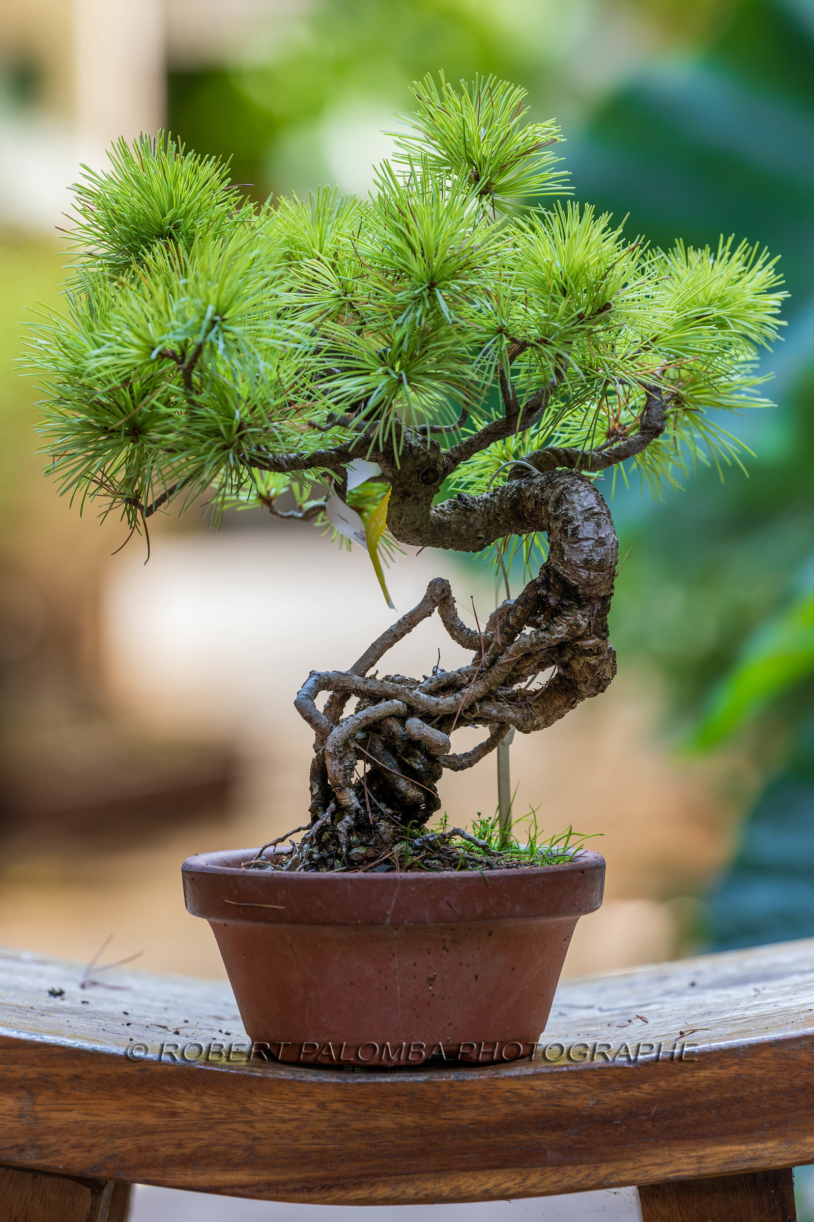 Alpes-Maritimes (06) Nice, Bonsaï,