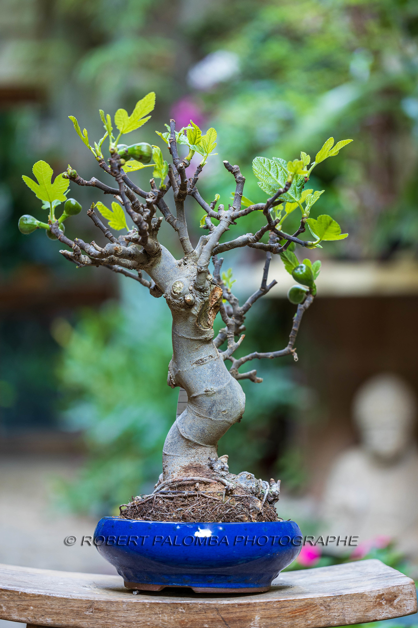 Bonsai