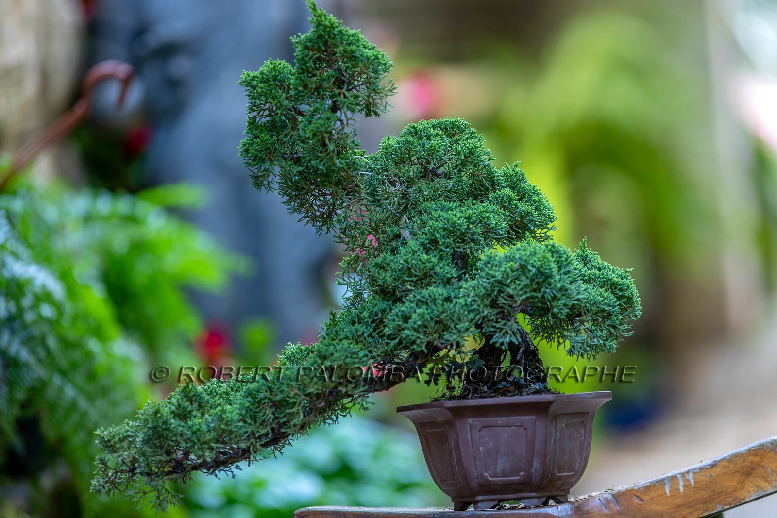Bonsai