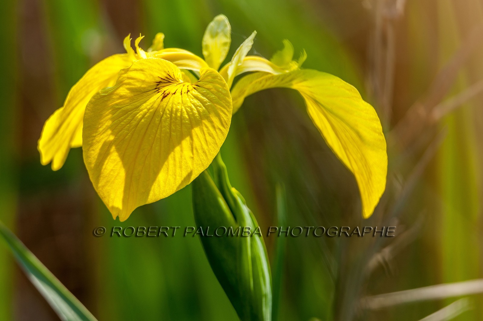 Iris Jaune, Iris pseudacorus Iris Jaune, Iris pseudacorus