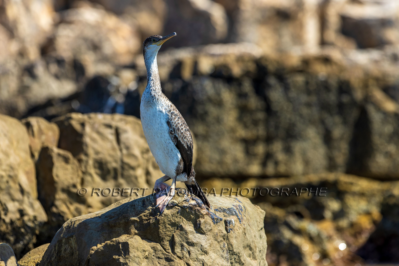 Cormoran huppé immature, Phalacrocorax aristotelis