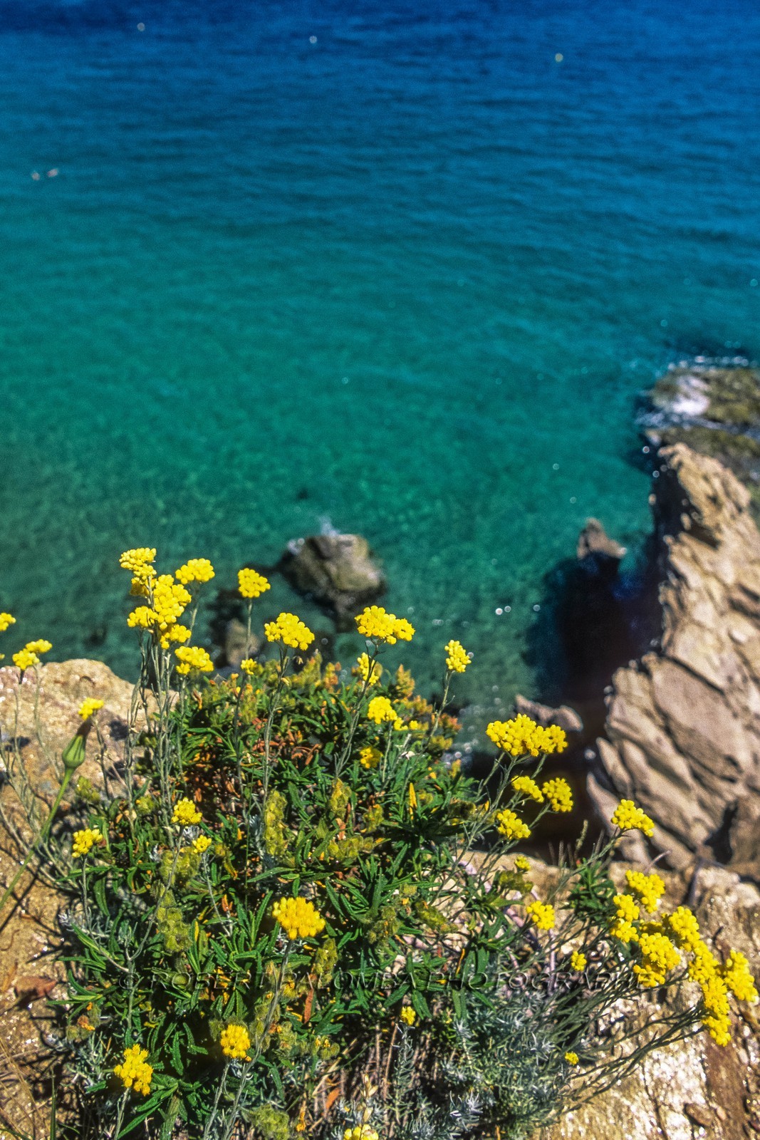 Cavalaire