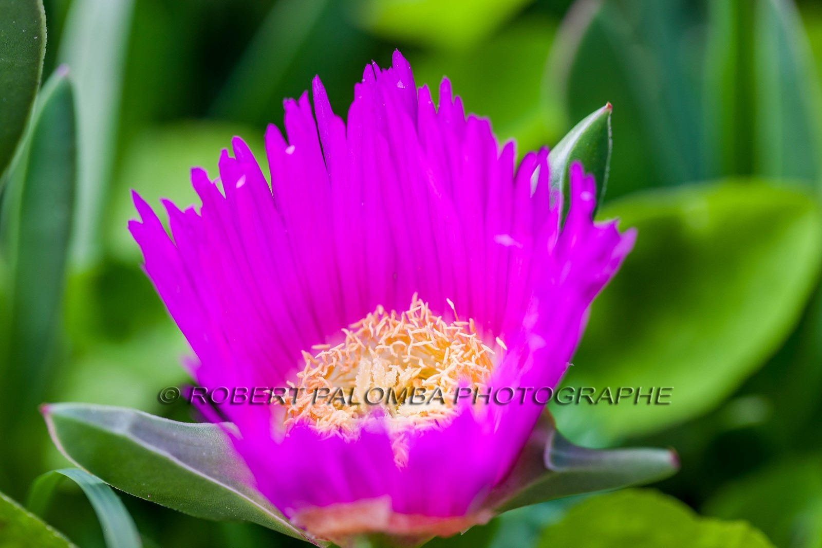 Fleur de griffe de sorcière (Carpobrotus edulis). Fleur de griffe de sorcière (Carpobrotus edulis).