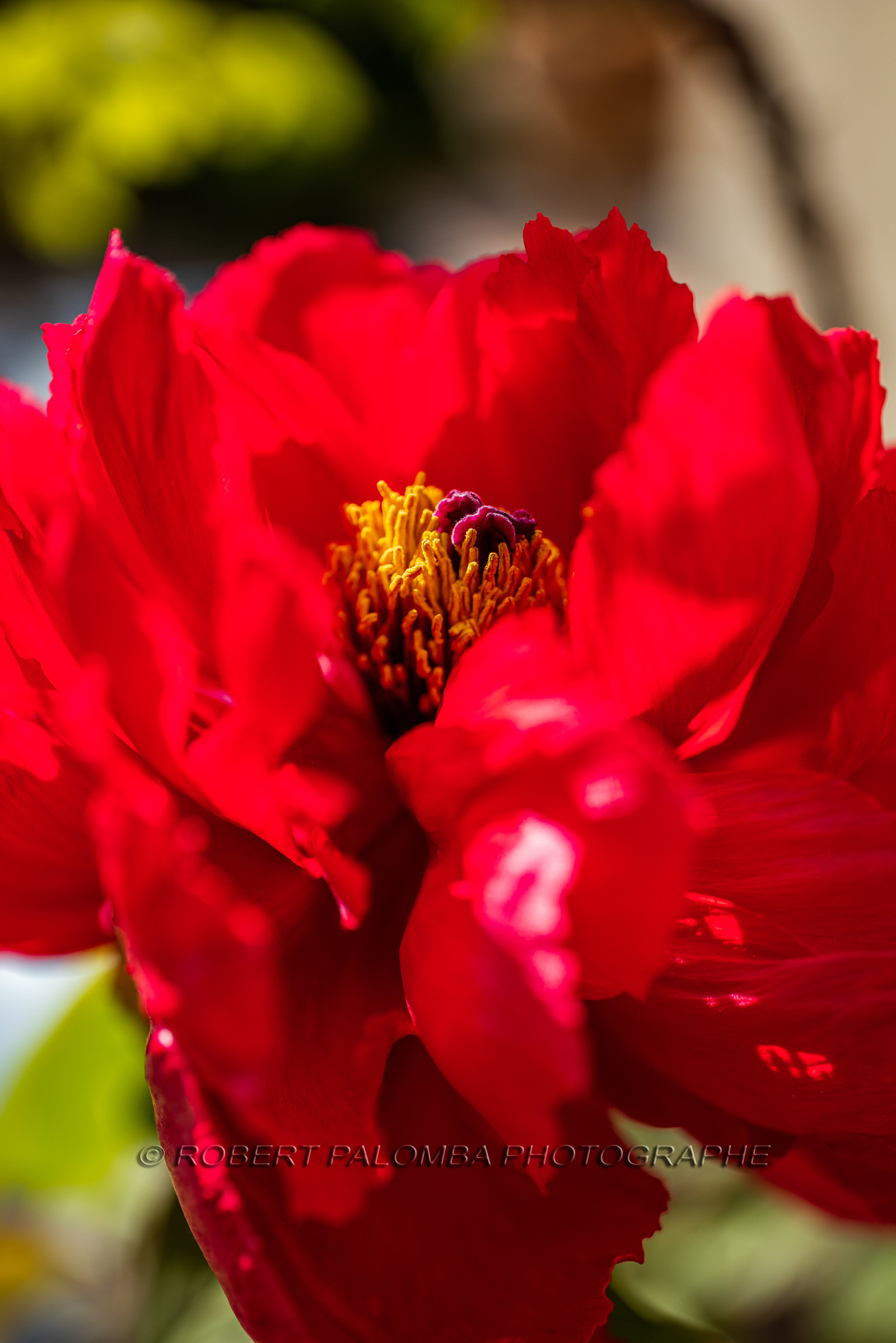 Flore méditerranéenne