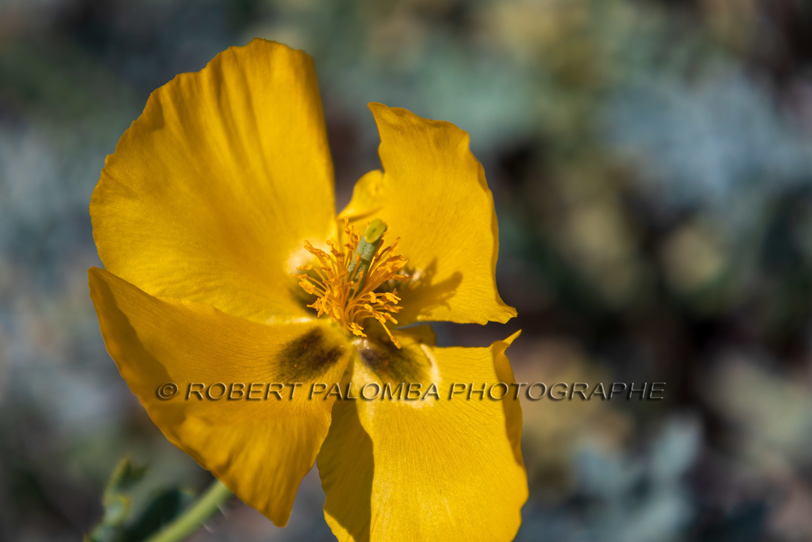 Flore corse