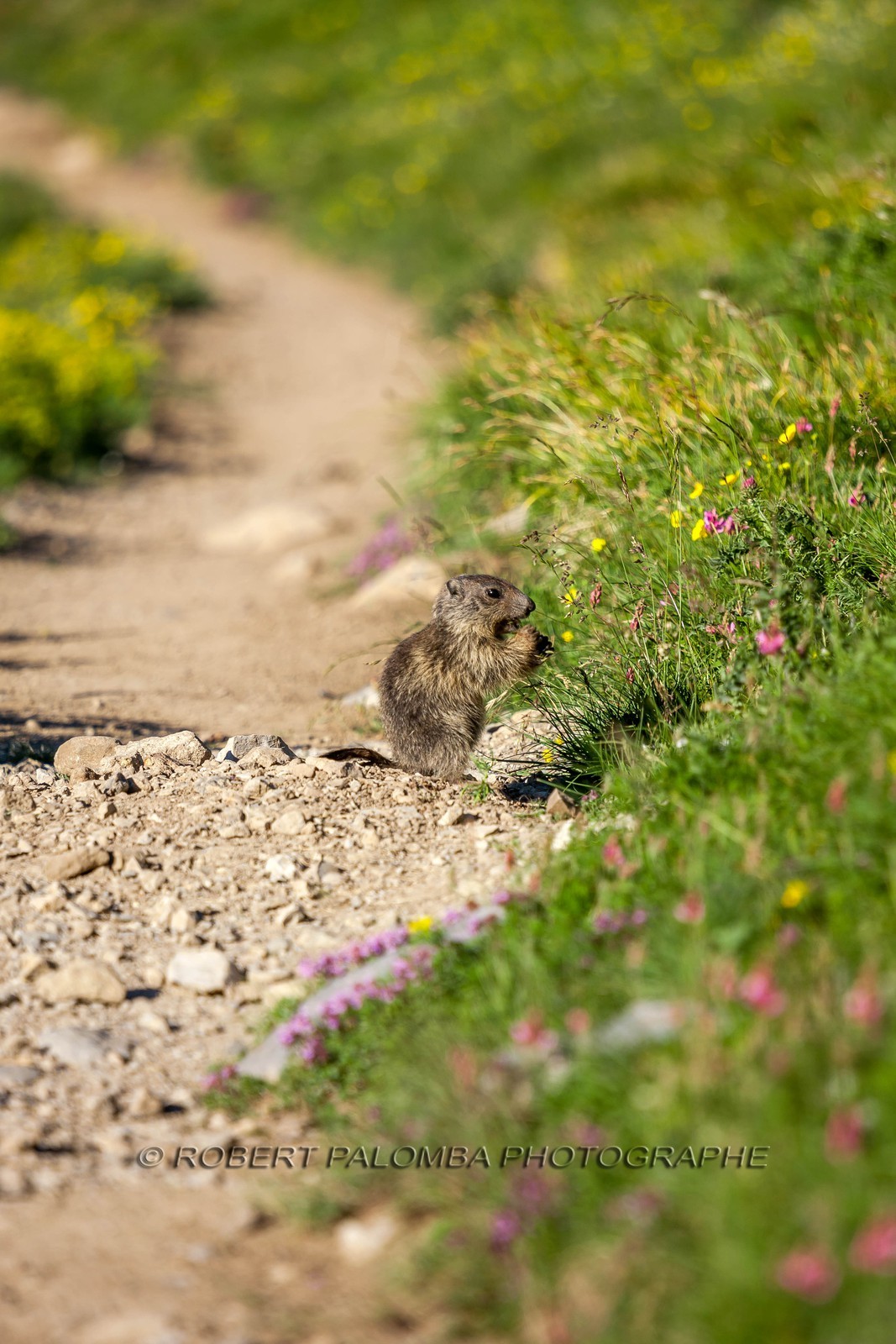 Marmotte, Marmota
