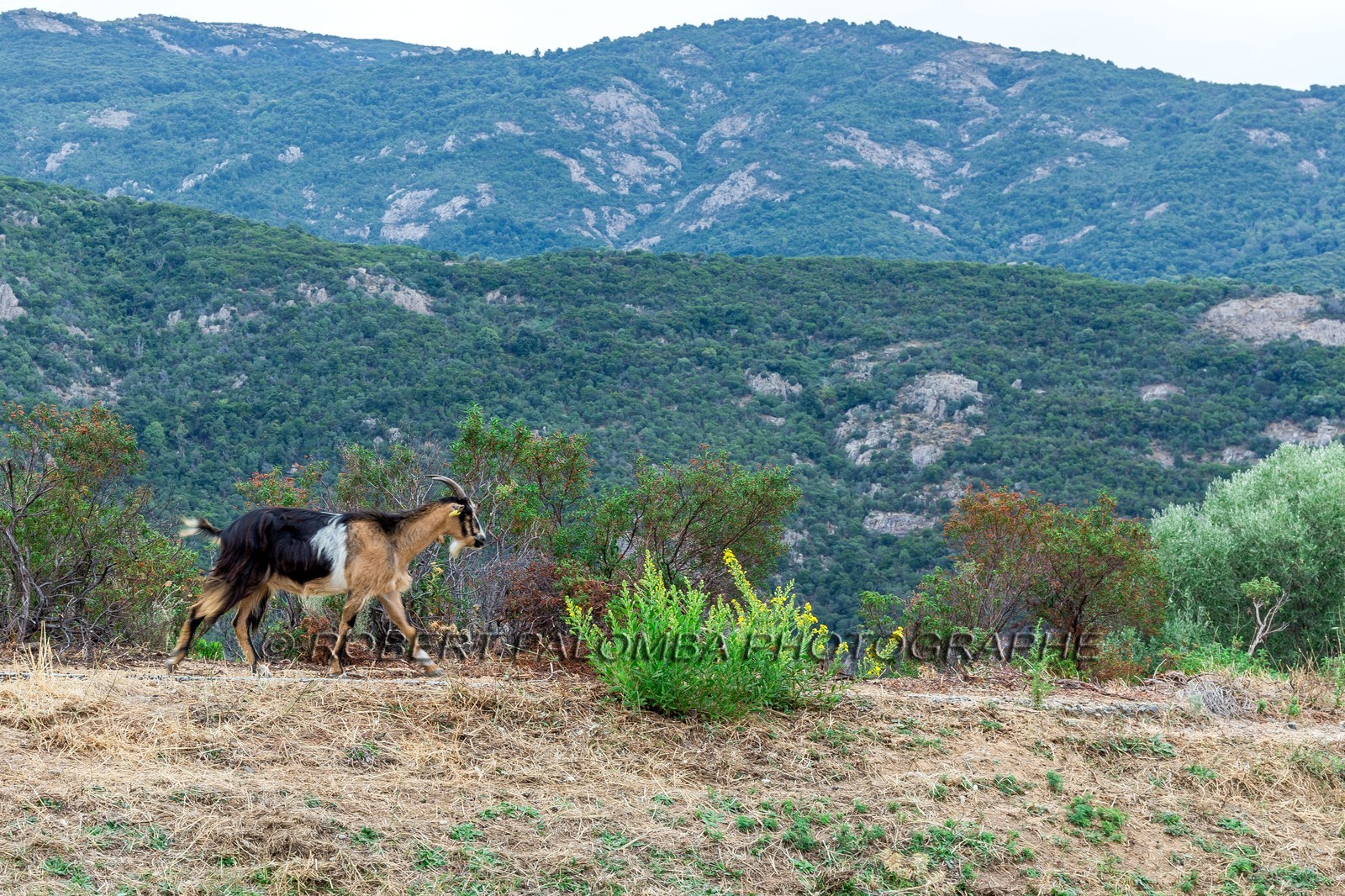 Chèvre corse