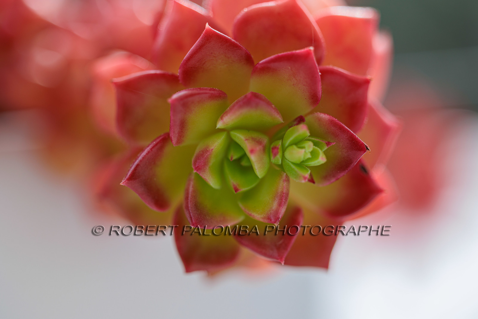 Flore
