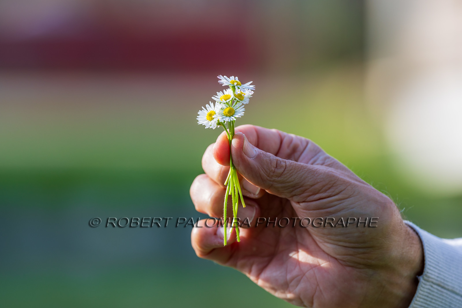 Marguerite