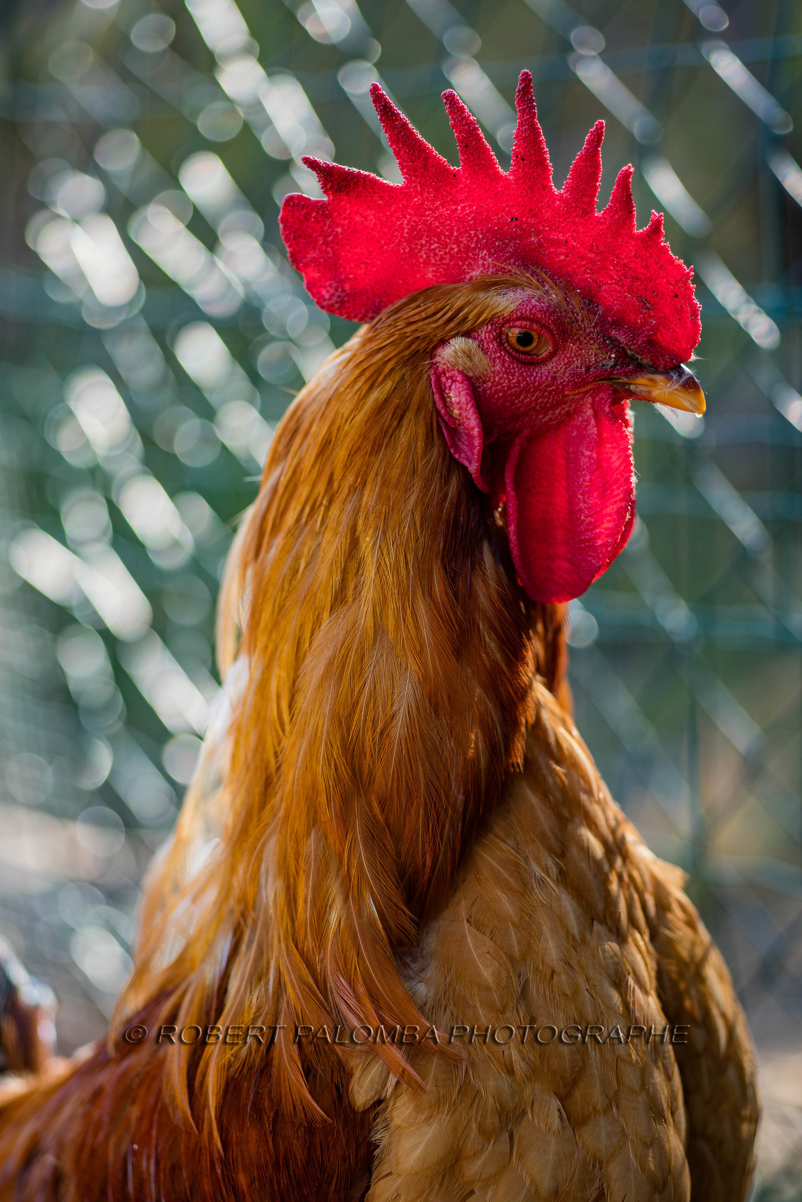 Coq