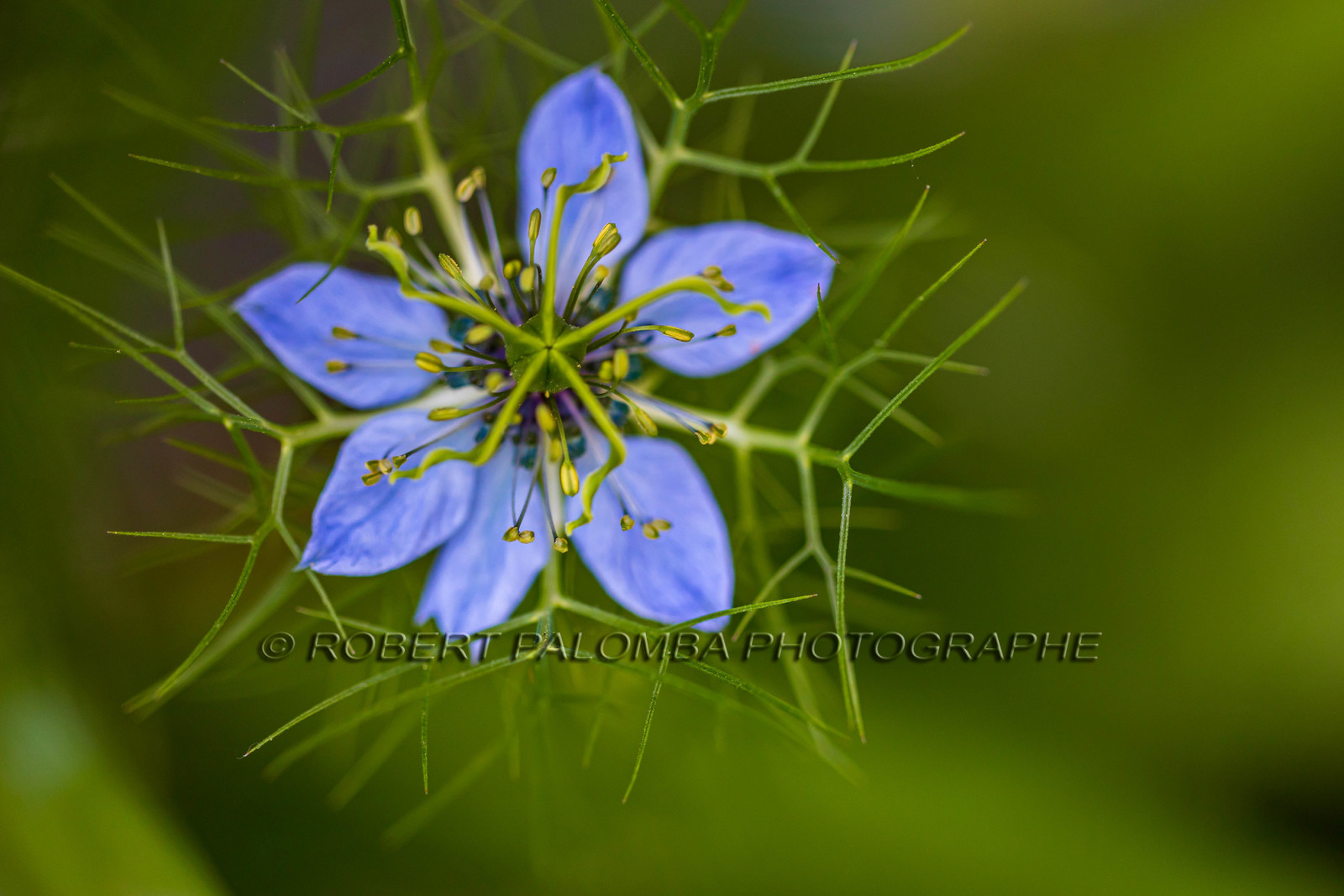 Flore