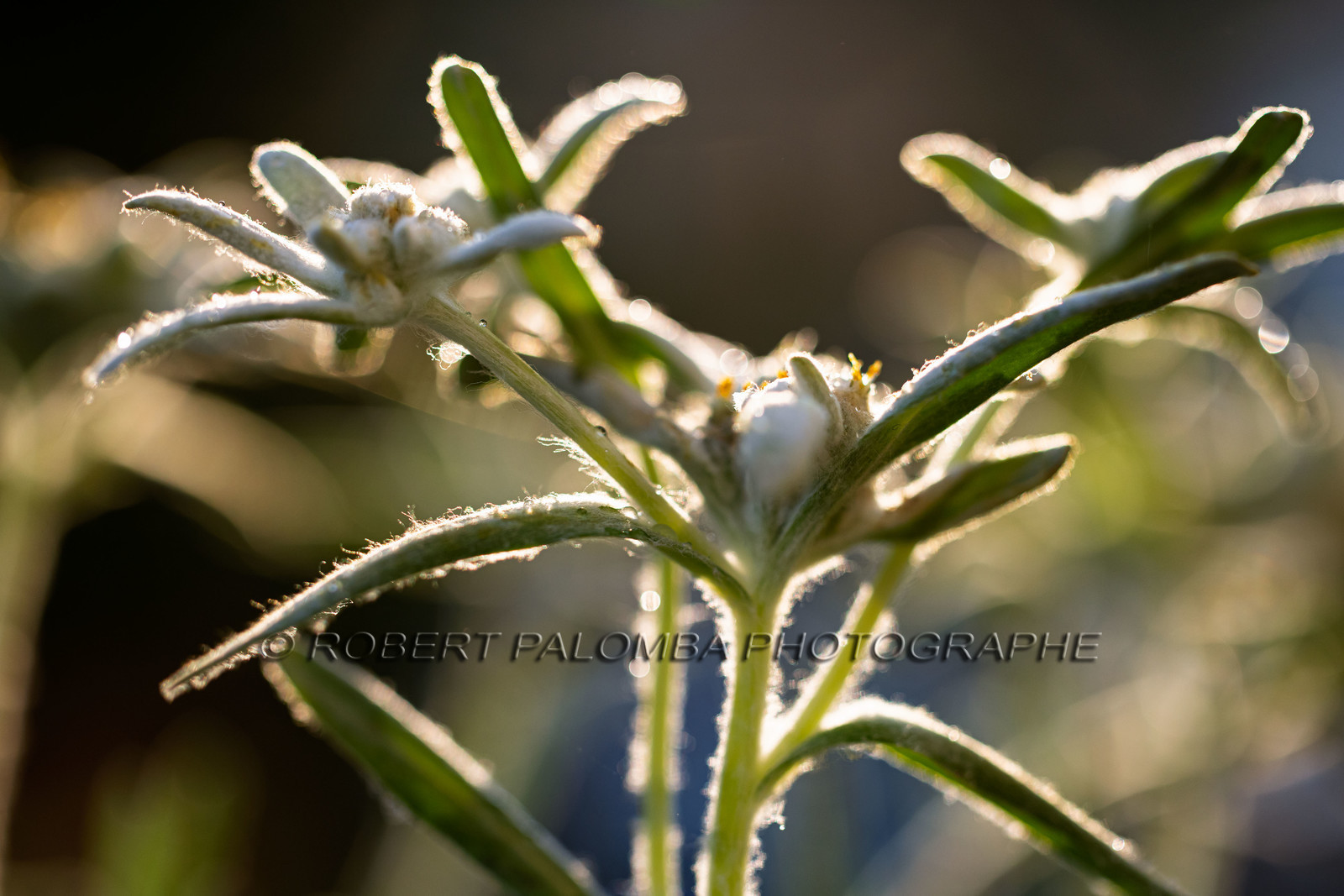 Edelweiss