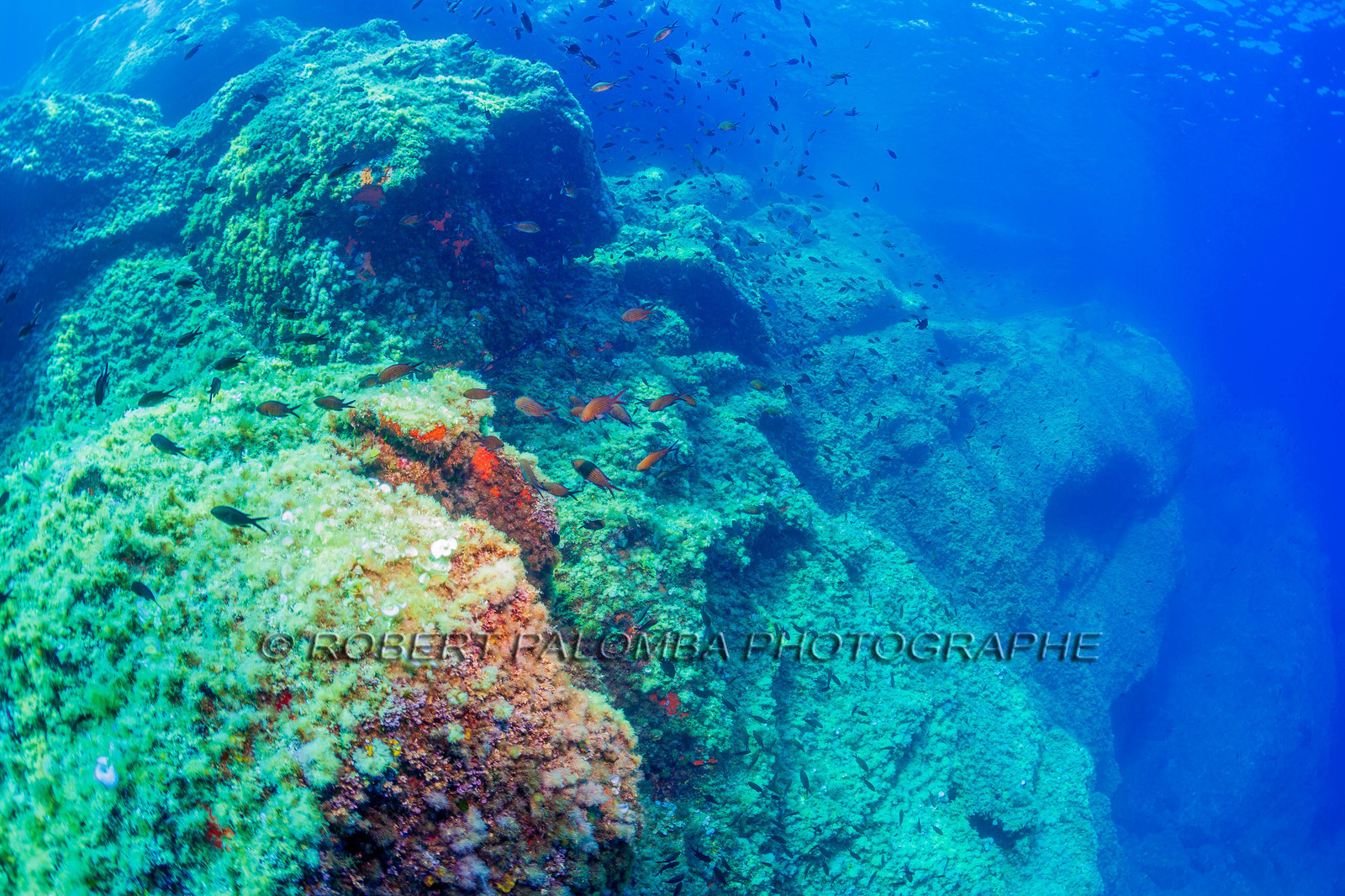 Plongée-sous-marine
