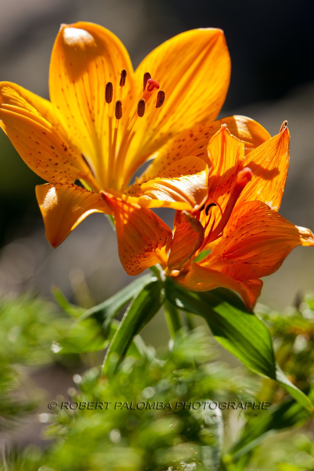Lis Martagon,Lilium Martagon