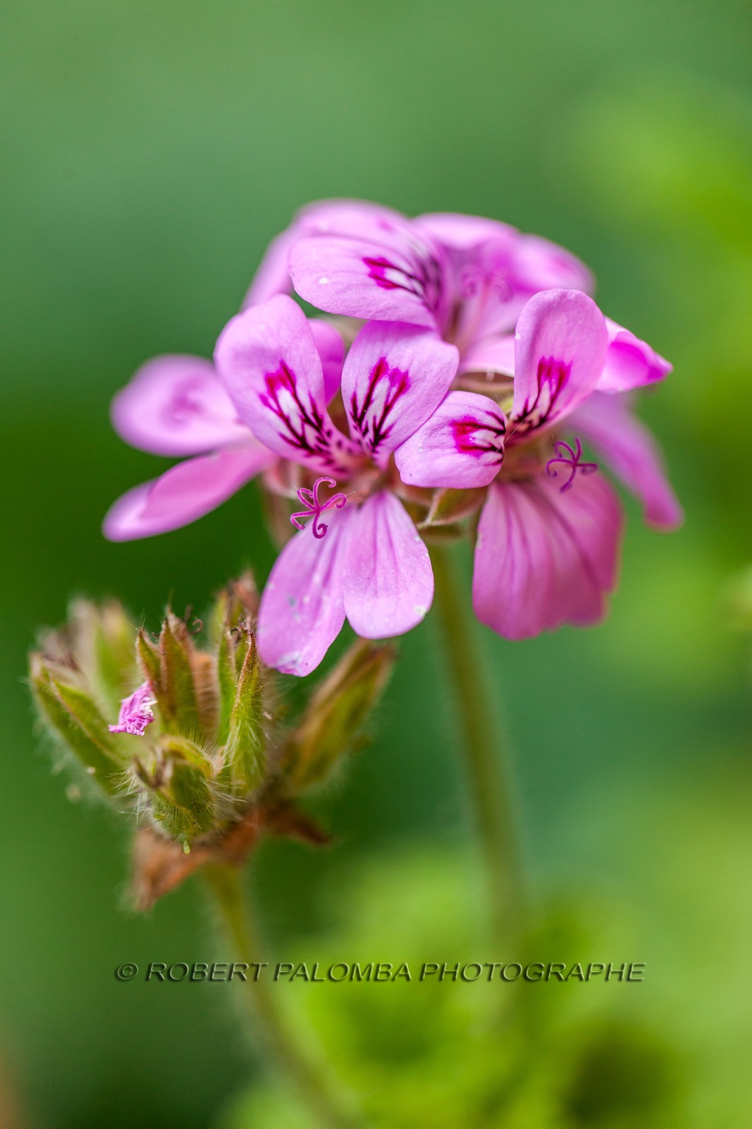 Flore Méditerranéenne Flore Méditerranéenne