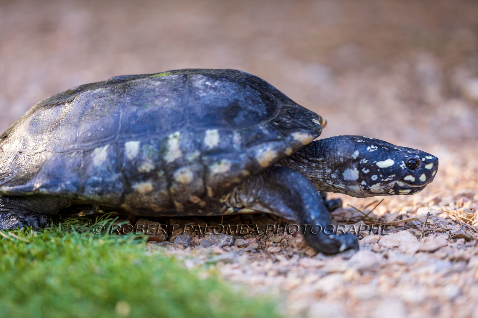 Tortue
