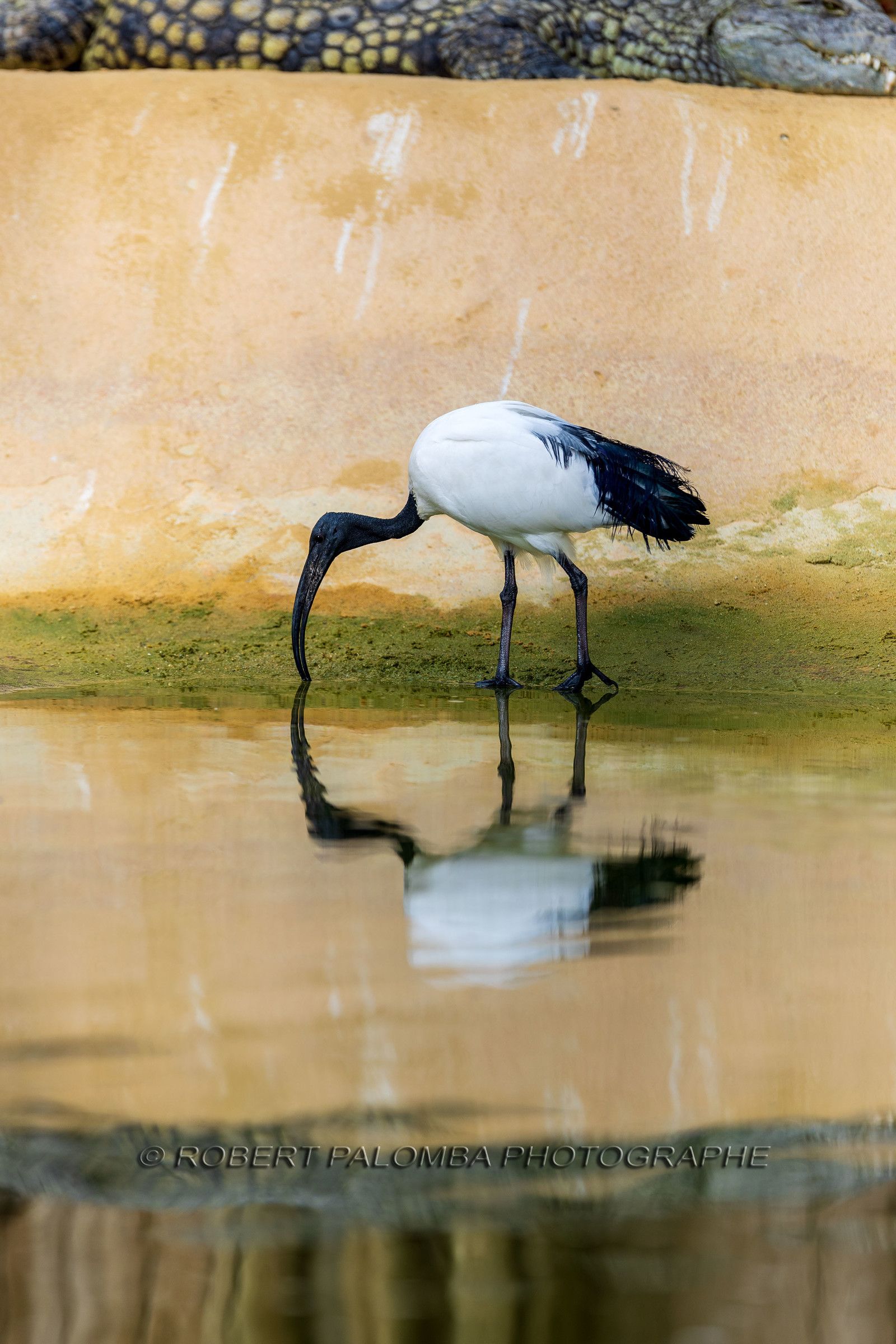 La Ferme aux crocodiles