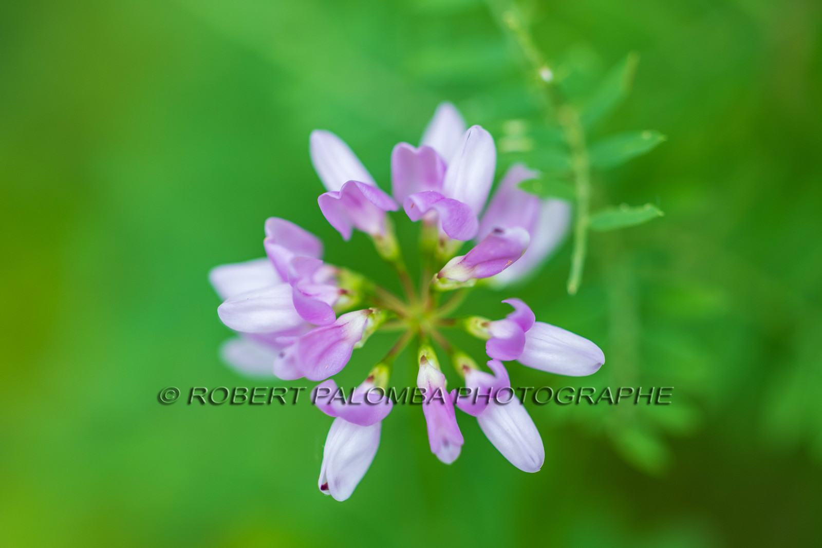 Flore