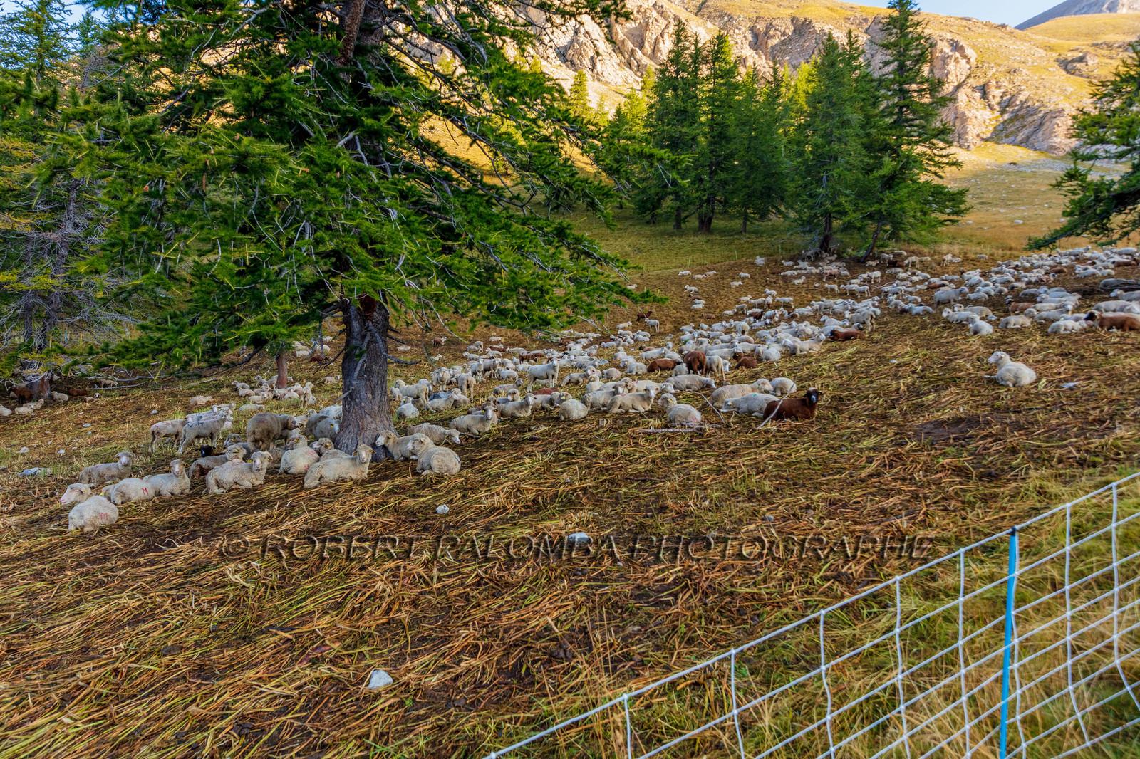 Mont Pelat