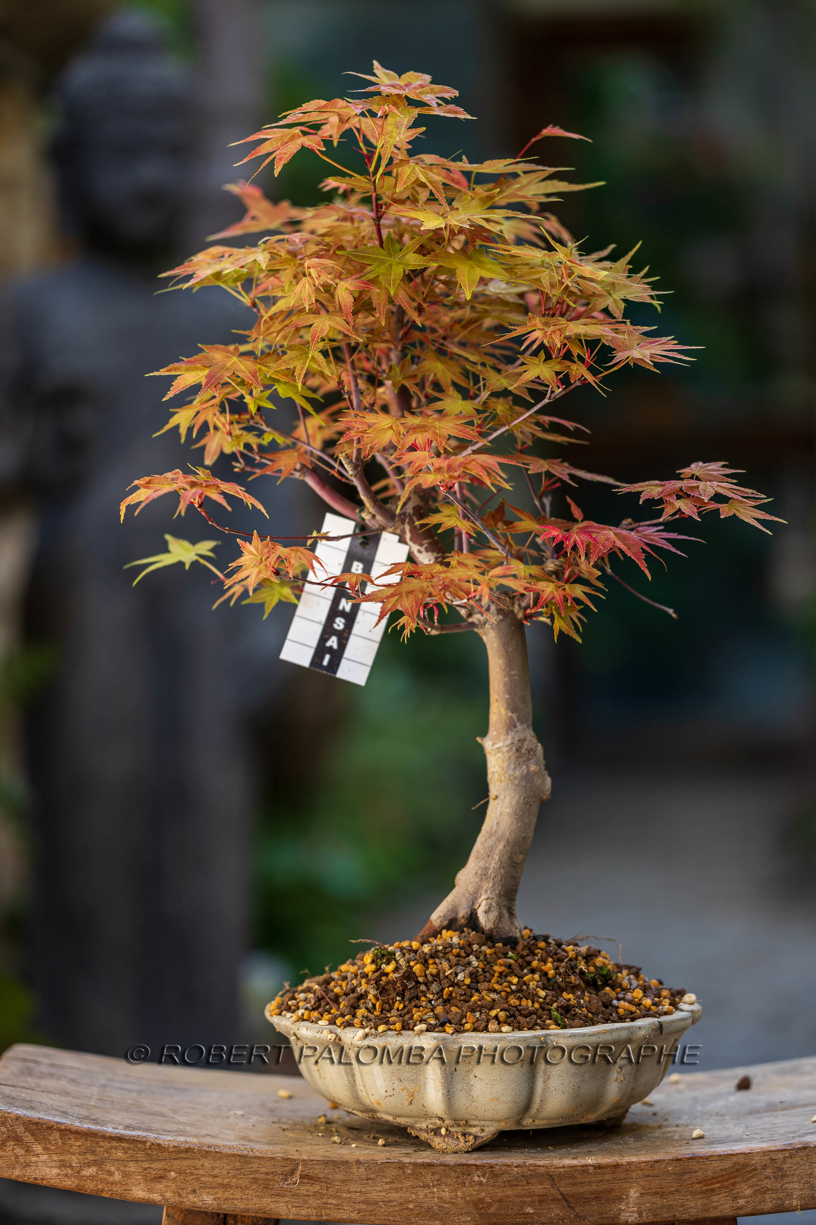 Bonsai