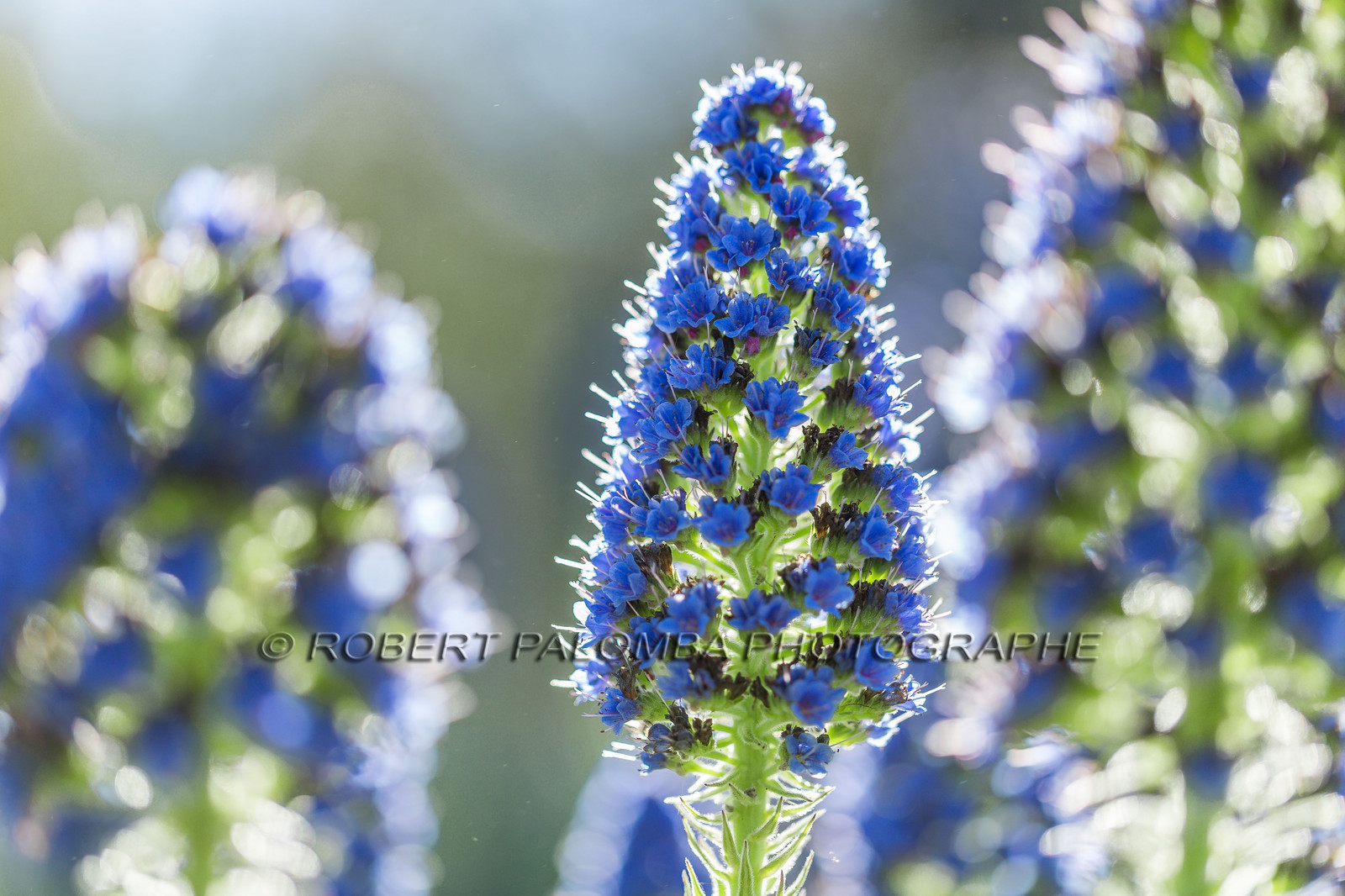 Flore Méditerranéenne