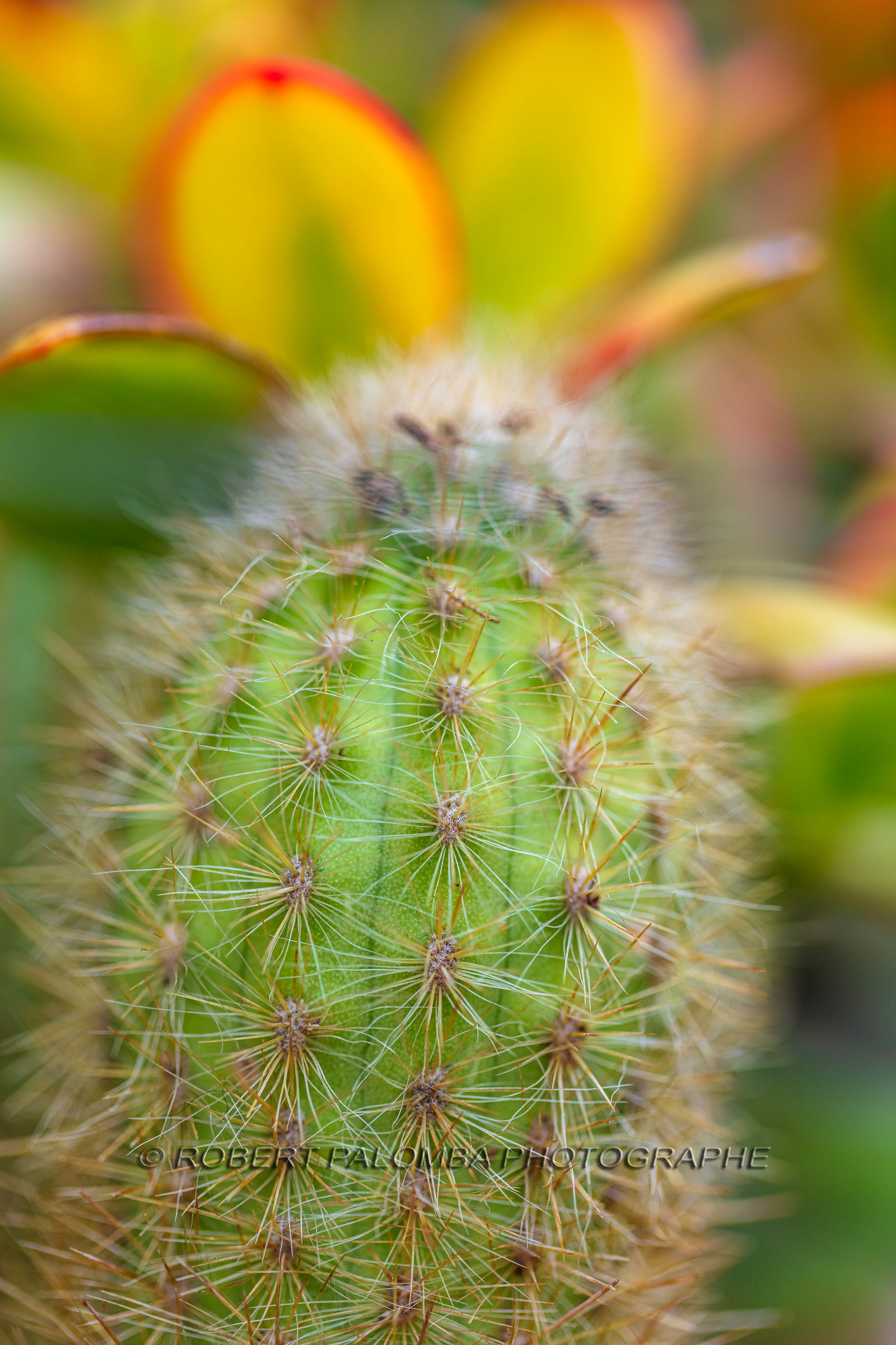 Flore