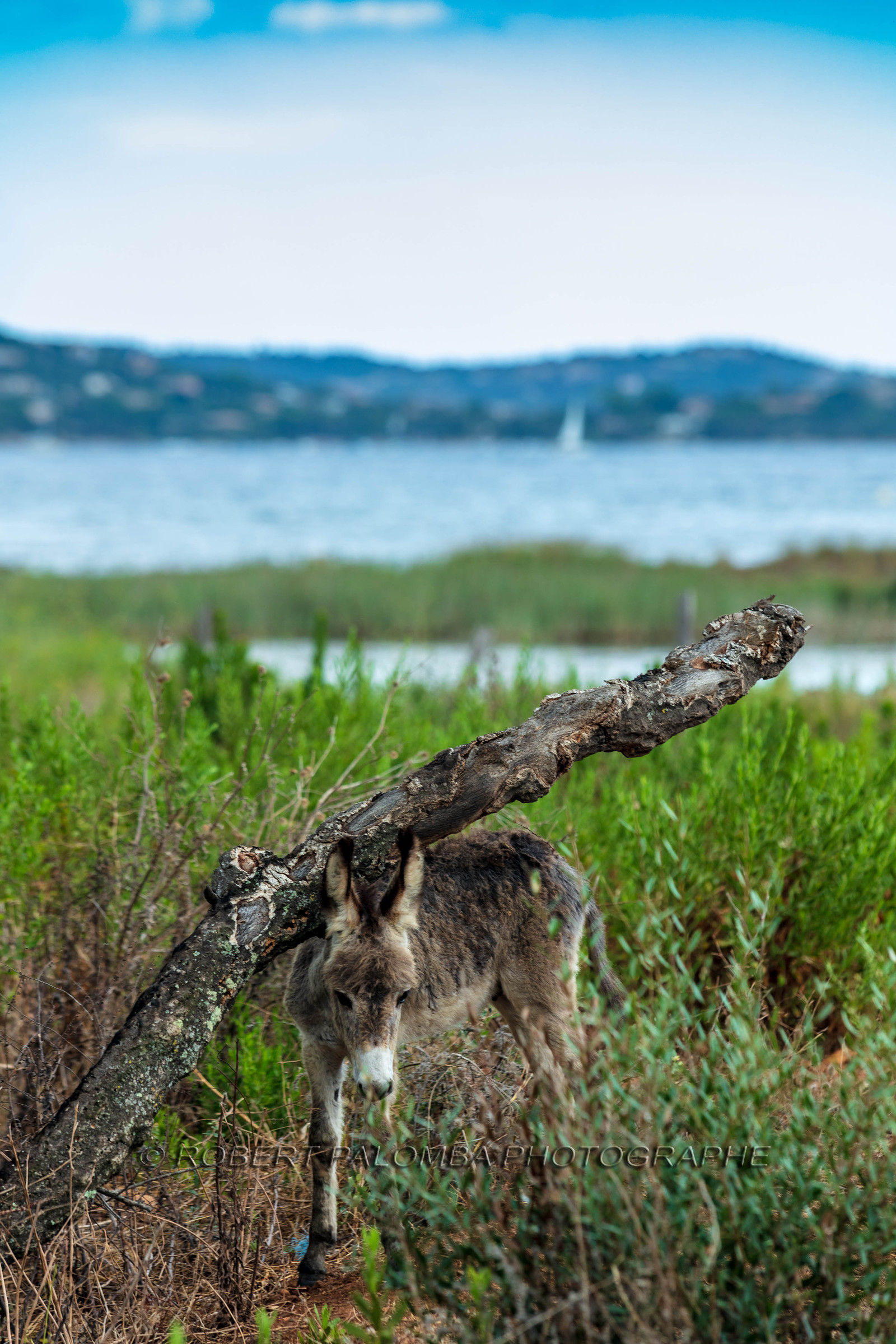 Faune corse