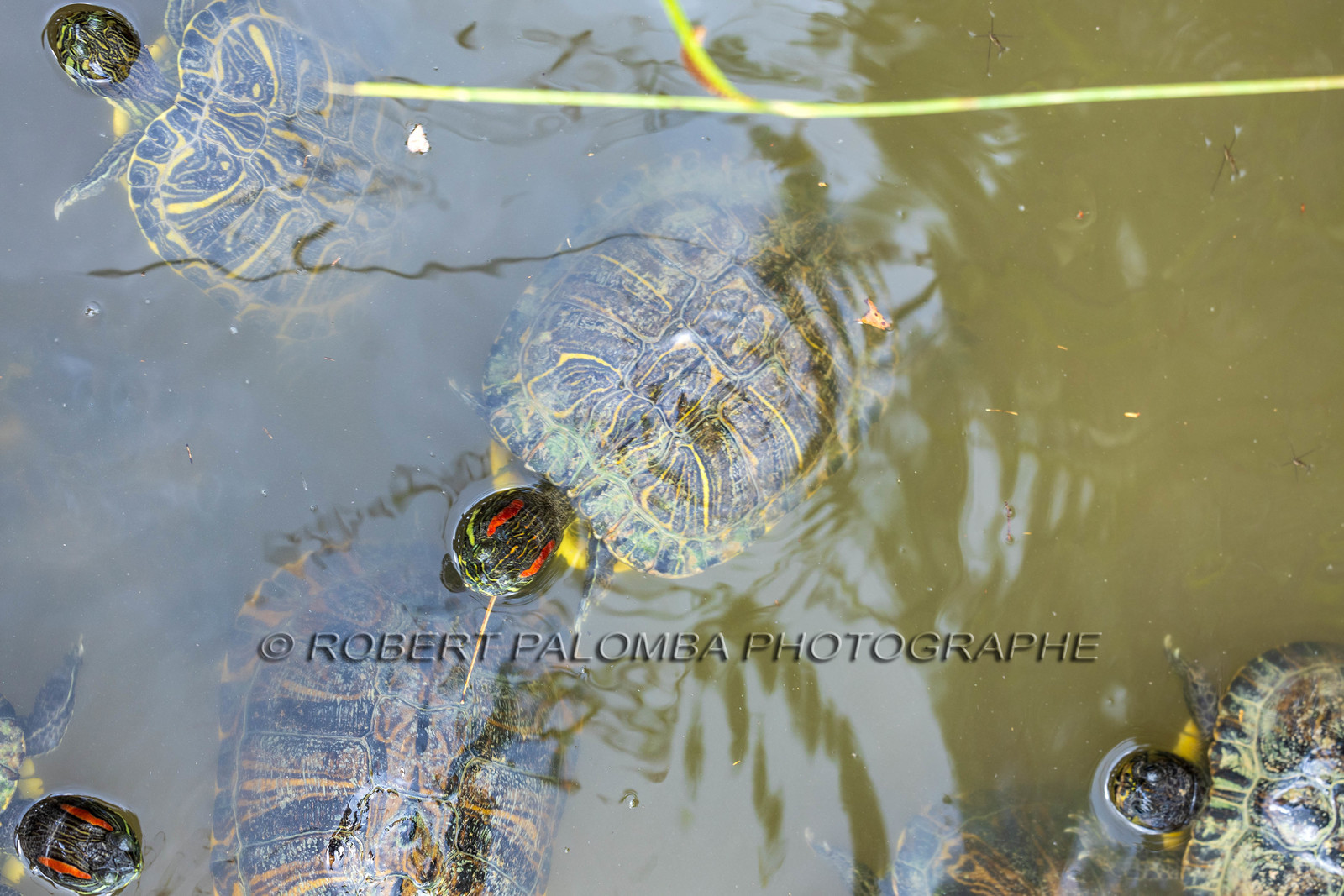 Tortue