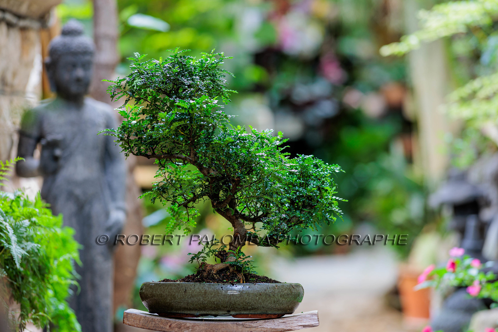 Bonsai
