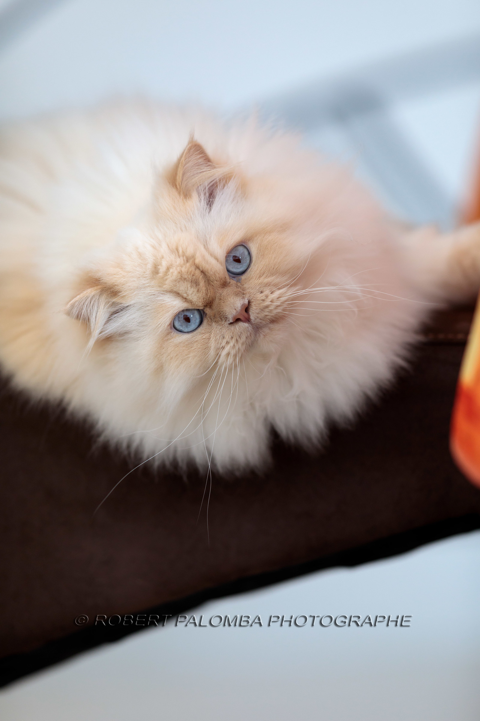 Chat