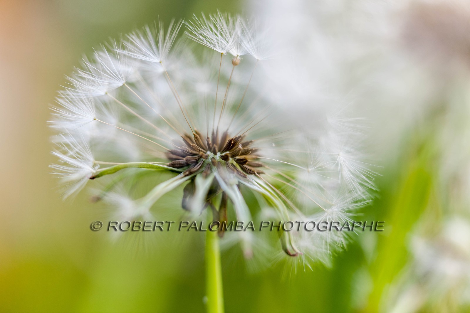 Pissenlit dit Taraxacum Pissenlit dit Taraxacum