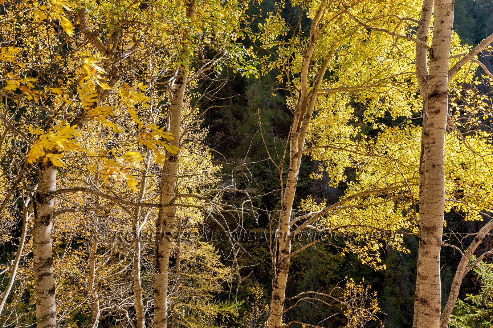 Saint-Dalmas-le-Selvage