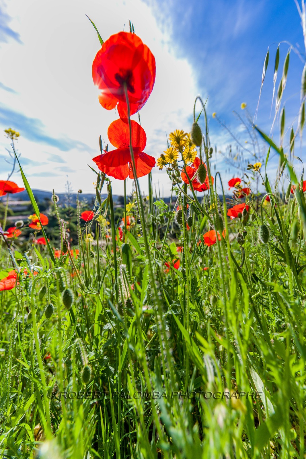 Coquelicot, Papaver rhoeas Coquelicot, Papaver rhoeas