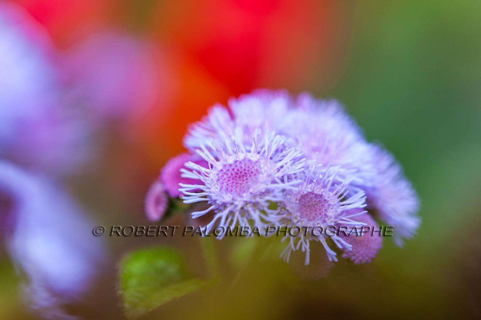 Flore Méditerranéenne Flore Méditerranéenne