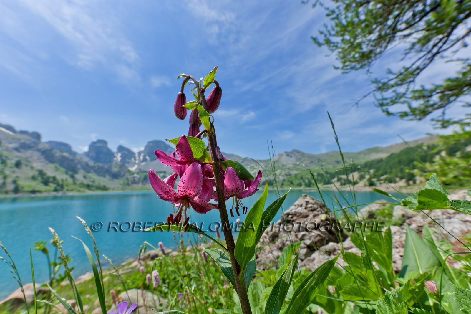 Lis Martagon, Lilium Martagon