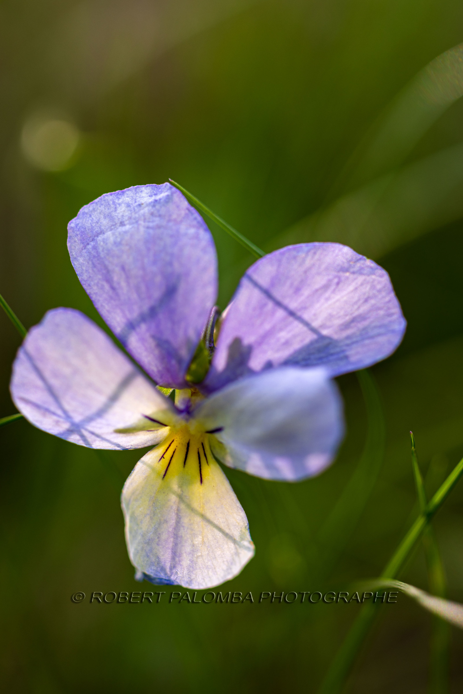 Flore alpine