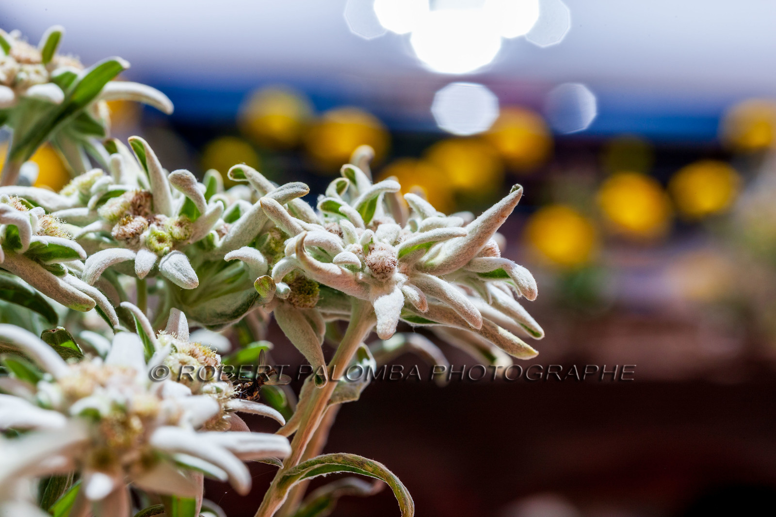 Alpes-de-Haute-Provence (04) Val d'Allos