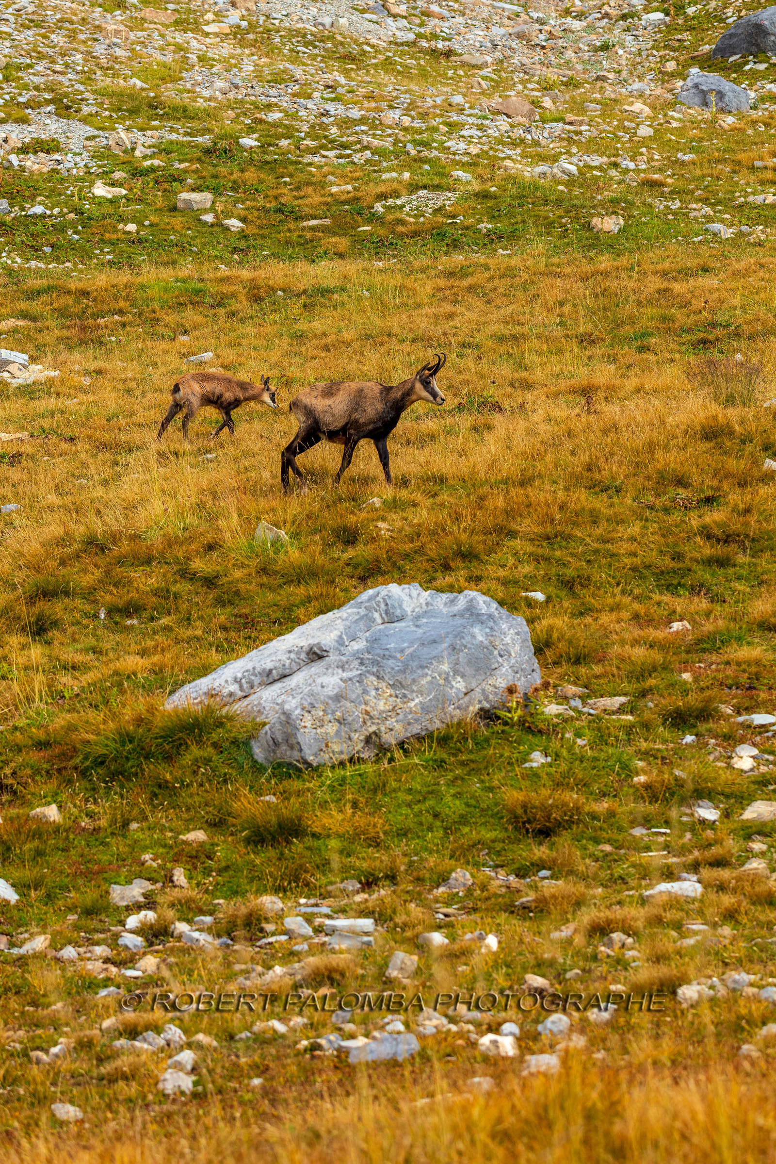 Mont Pelat