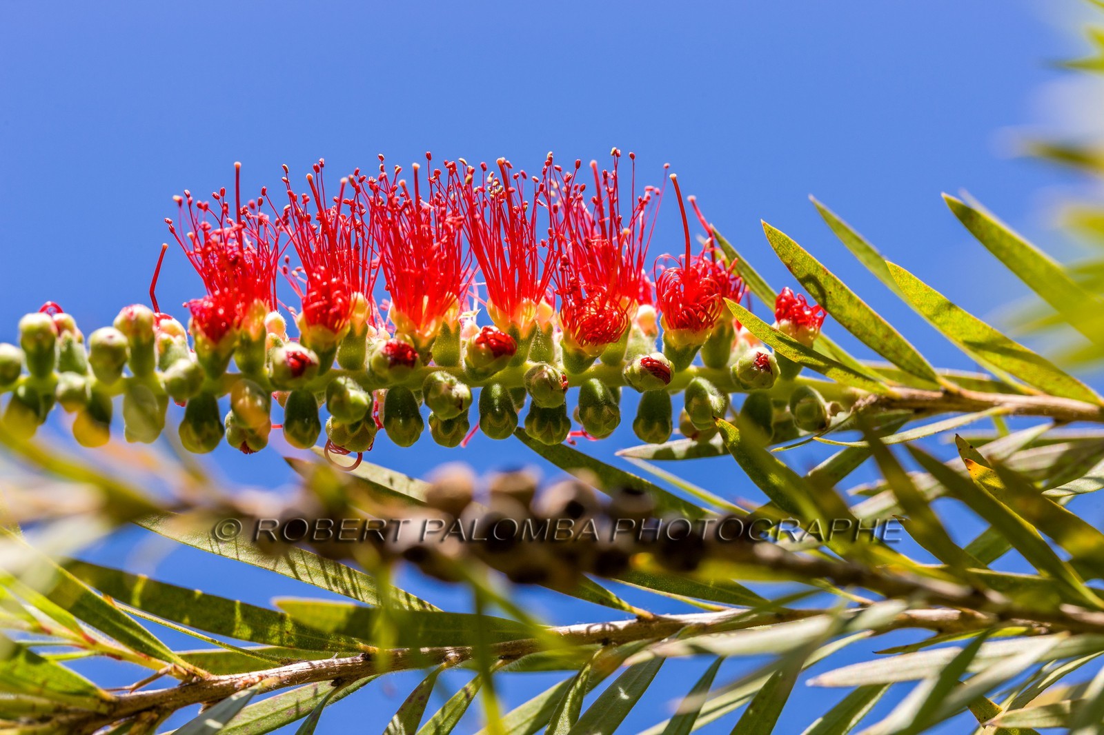 Callistemon ciprinus, Australie