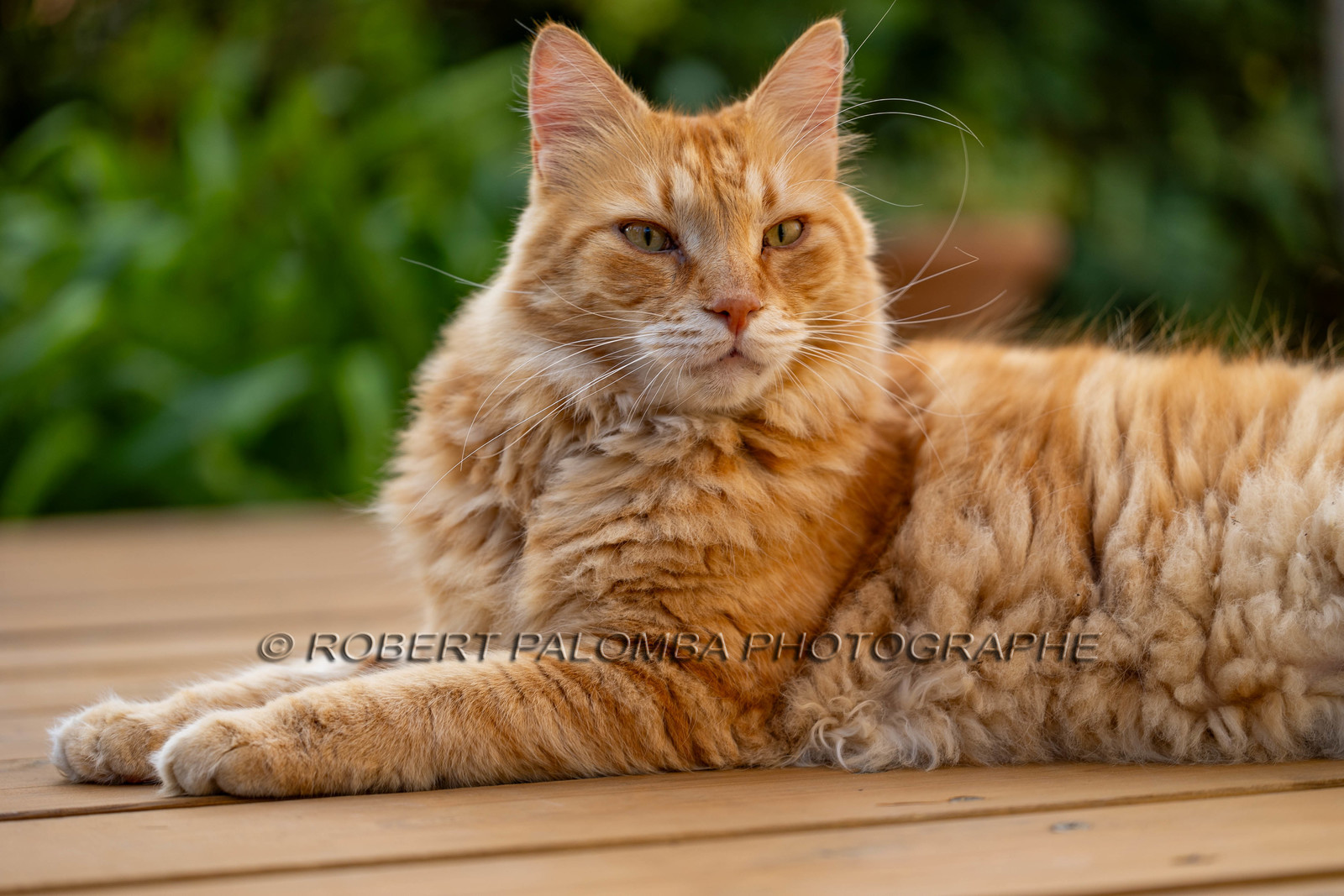 Chat