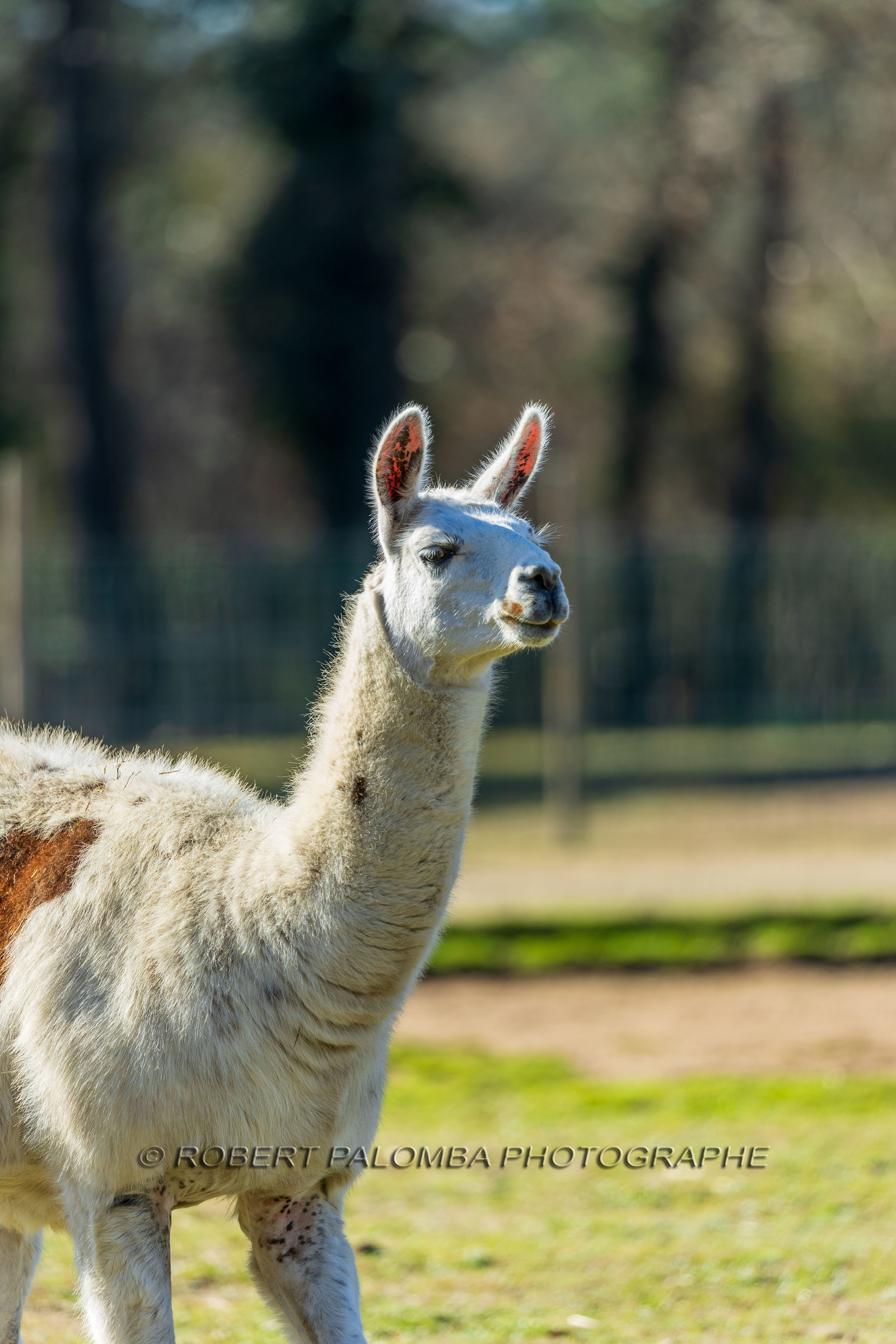 Lama