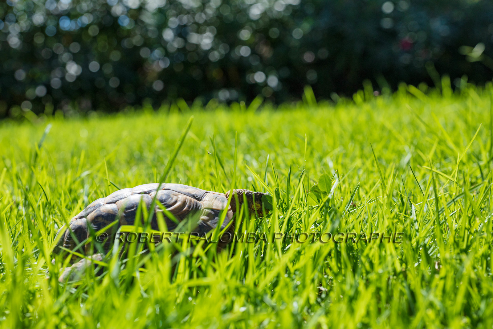 Tortue