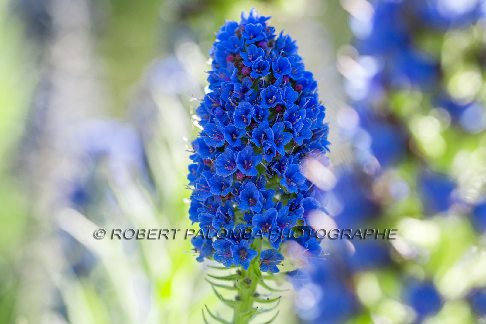 Flore Méditerranéenne