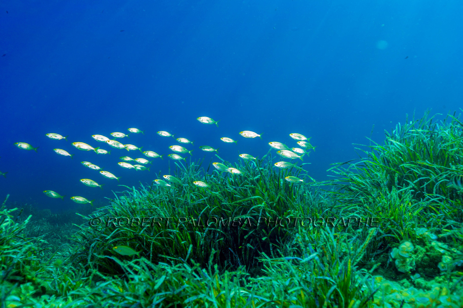 Plongée-sous-marine