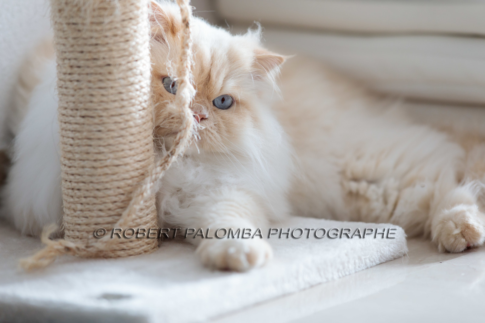 Chat