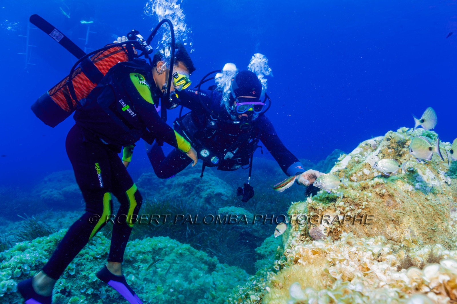 Plongée-sous-marine