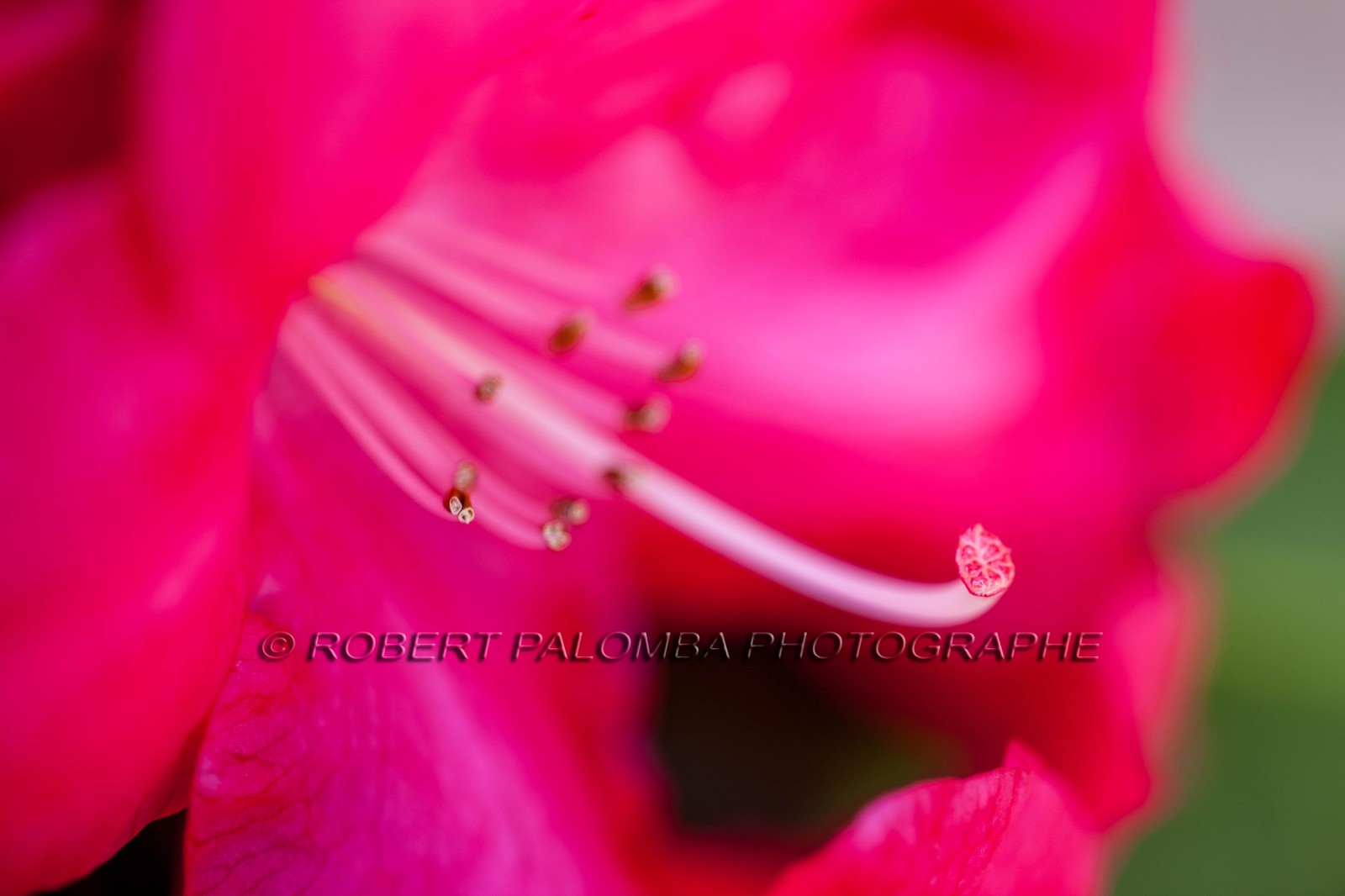Hibiscus, Hibiscus syriacus